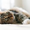 [UPDATE] Cat Declawing May Be Outlawed In NY State
